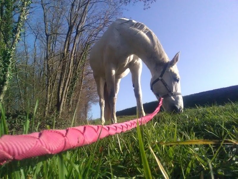 Ecurie Aline Girard - photo 2