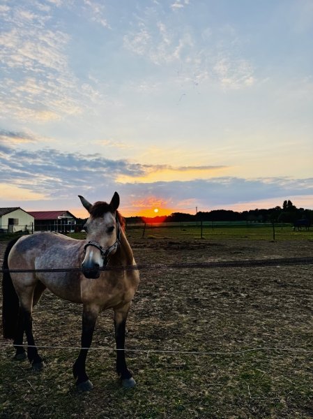 Haras maguise - photo 1