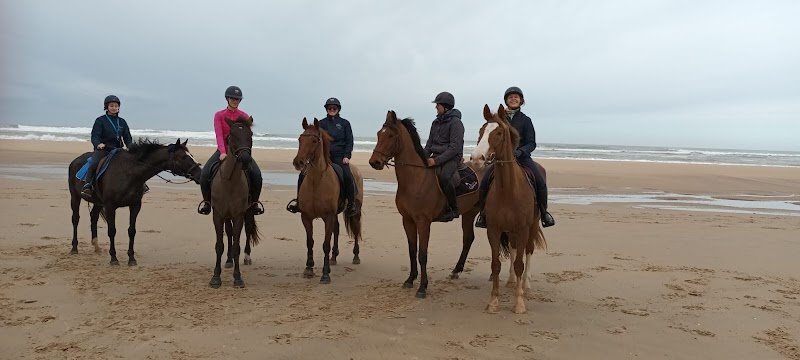 Haras maguise - photo 3