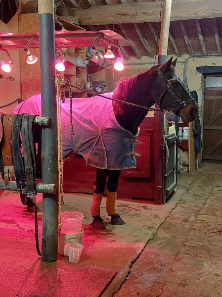 Ecuries et Elevage d'Astrée - photo 2