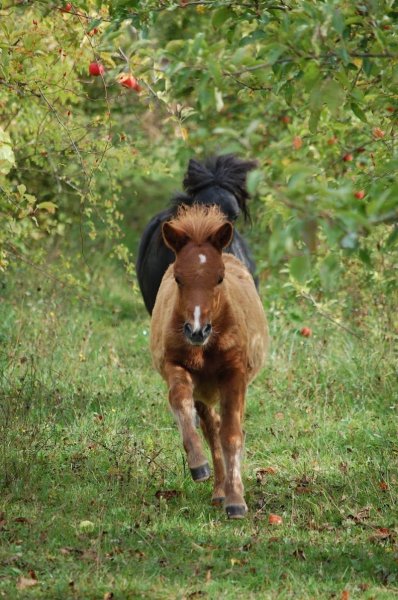 Haras des Pommiers - photo 1