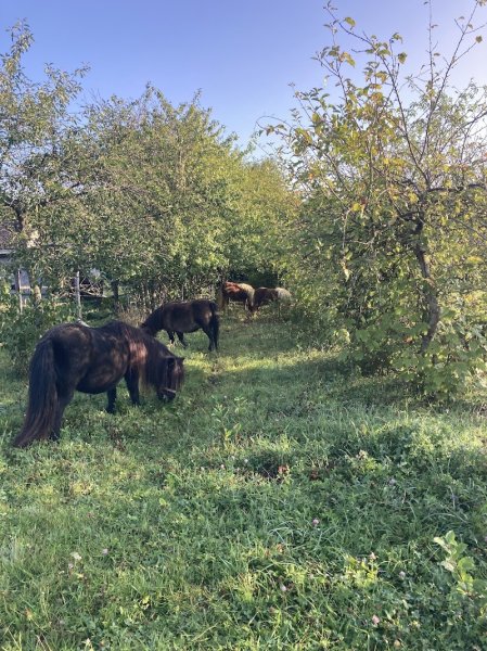 Haras des Pommiers - photo 2