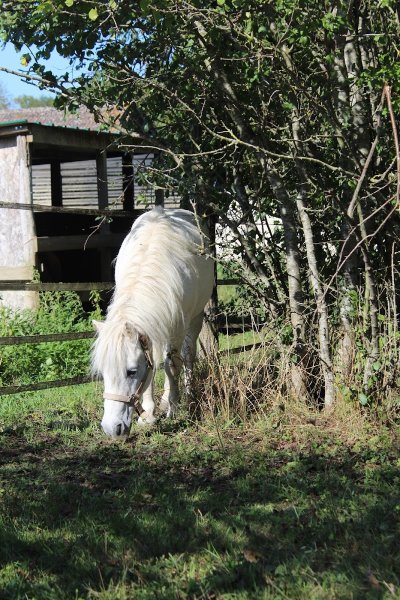 Haras des Pommiers - photo 3