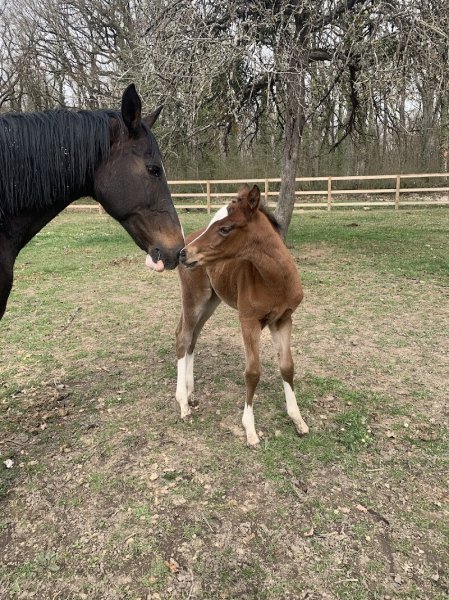 CENTRE EQUESTRE DU JAMBOT - photo 3