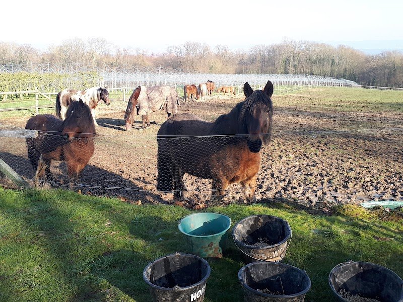 Les Chevaux des Preaux - photo 1