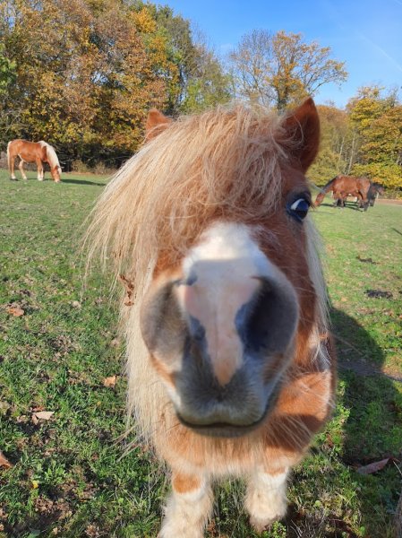 Les Chevaux des Preaux - photo 2