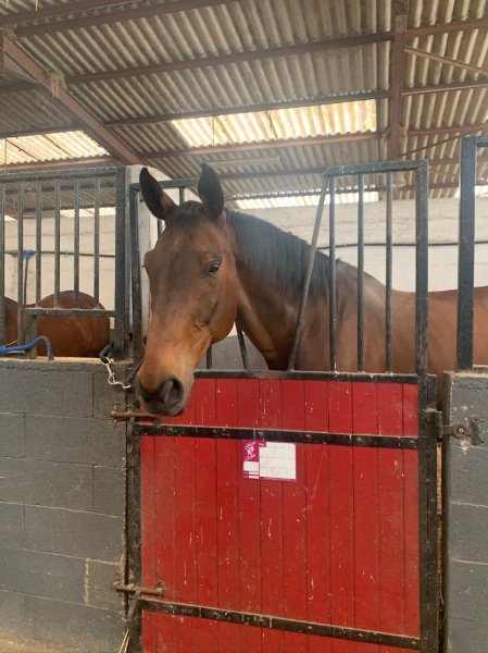 Ecuries du Mads - photo 3