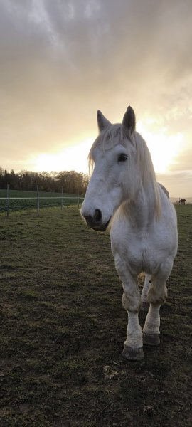 Ecurie des groux - photo 3