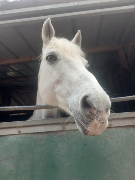 Domaine Équestre des Pins - photo 1