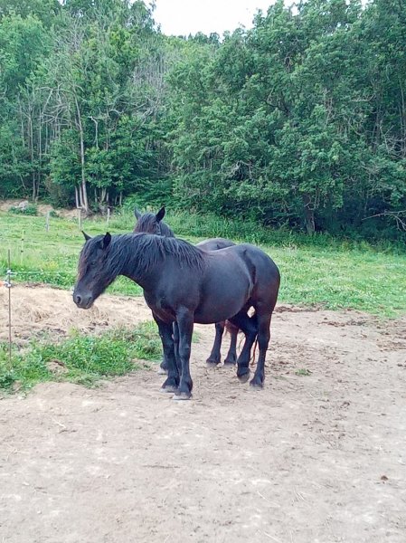 Centre équestre le Clos de Césame - photo 3