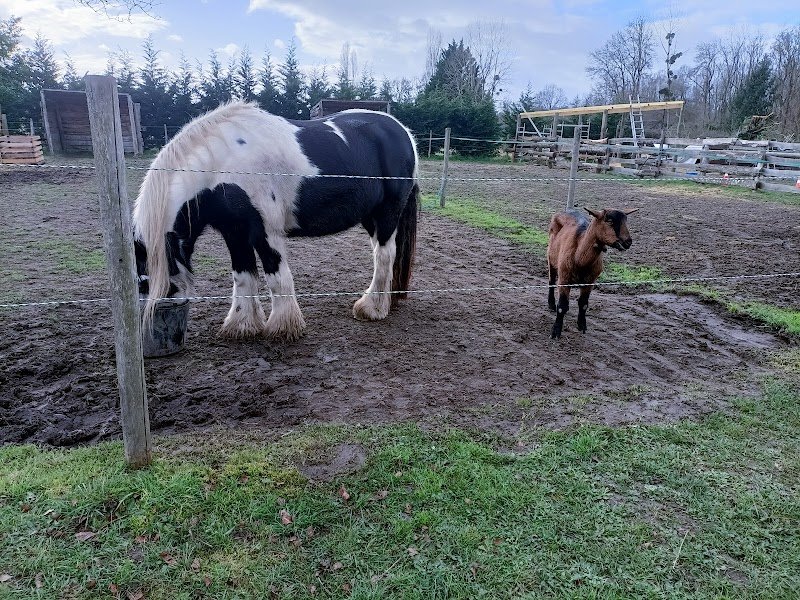 Ecurie amoedo - photo 2