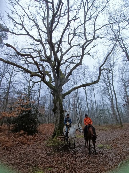 Ecurie amoedo - photo 3