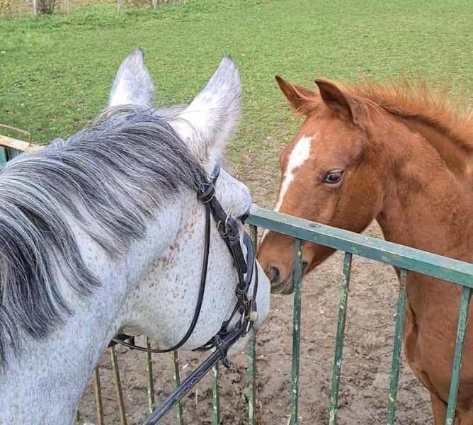 Poney club du fourneau Ecuries PELLETIER