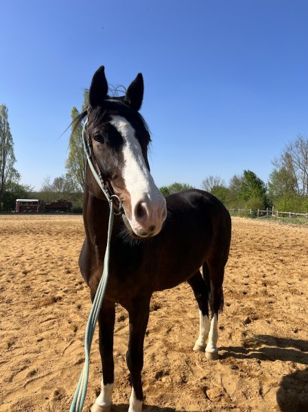 Ecuries de La Choisille - photo 2