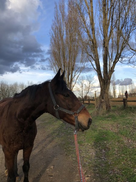 Ecuries de La Choisille - photo 3