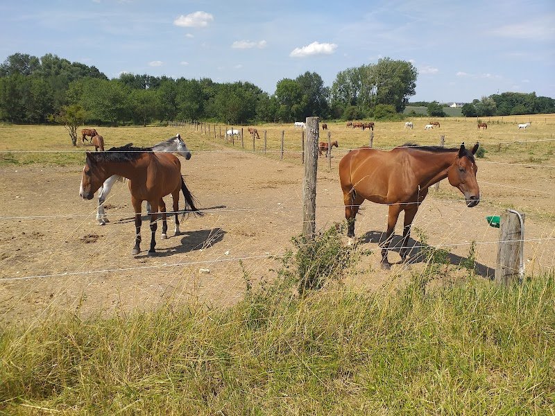 Le Haras d'Oé - photo 3