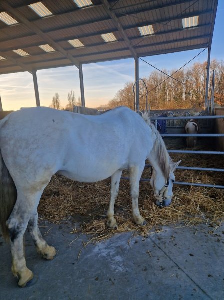 Haras de Savonnières - photo 3