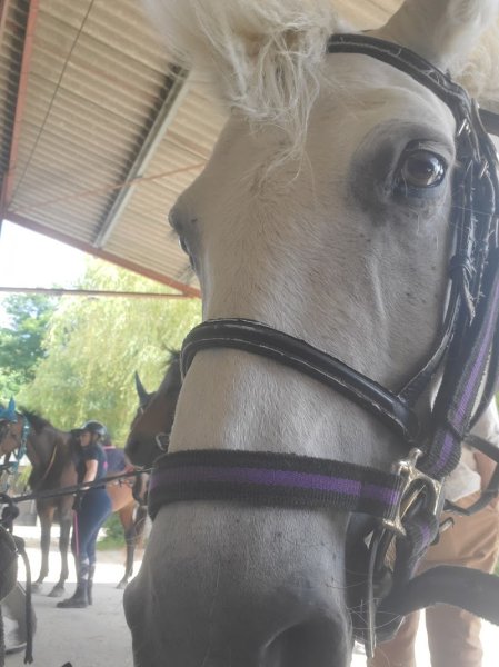 Ecuries de la Vallée des Rois - photo 2