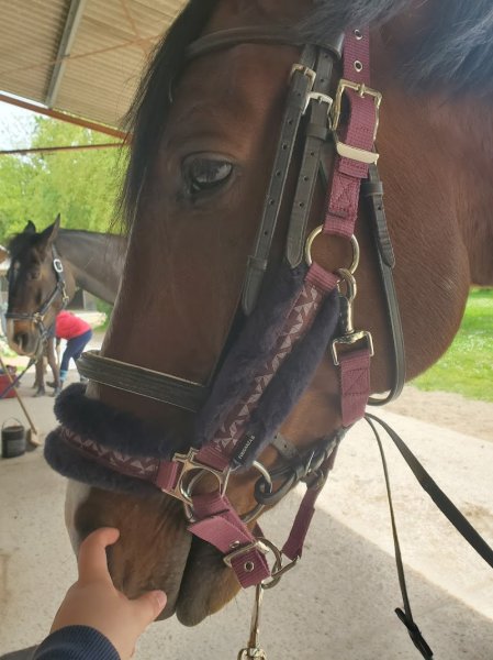 Ecuries de la Vallée des Rois - photo 3