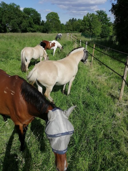 Pension de Fideston - photo 3