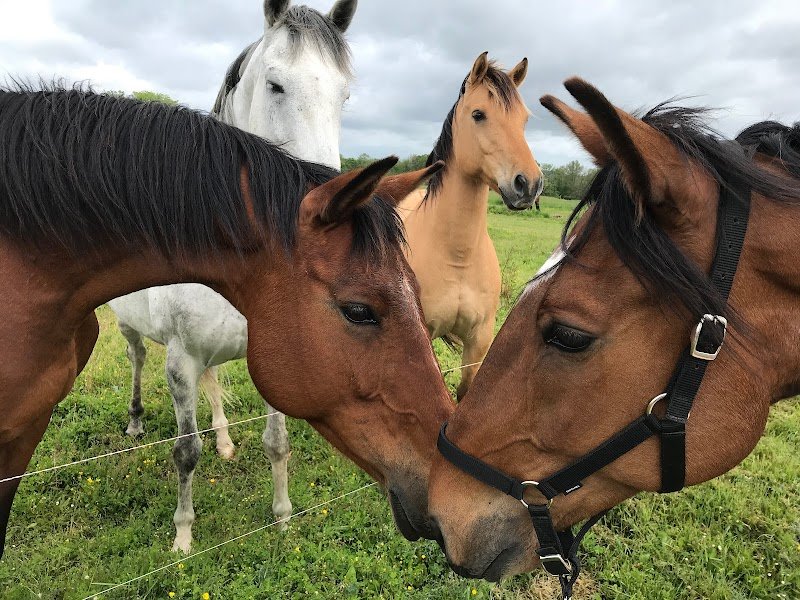Les écuries de Pray - photo 2