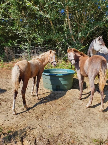 Centre Équestre du Noisillet - photo 2