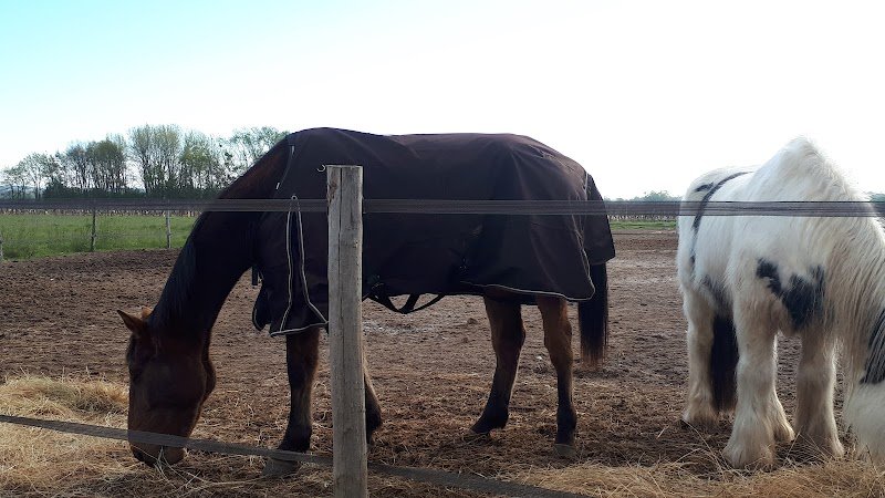 Les Écuries du Vignoble - photo 2