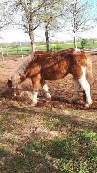 Les Écuries du Vignoble - photo 3