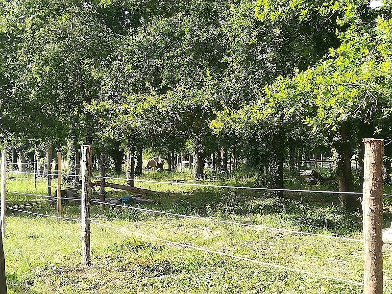 centre équestre / Écuries ROCA - photo 3