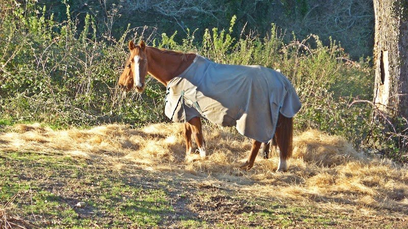 Les Ecuries du Domaine de Coulaines - photo 3