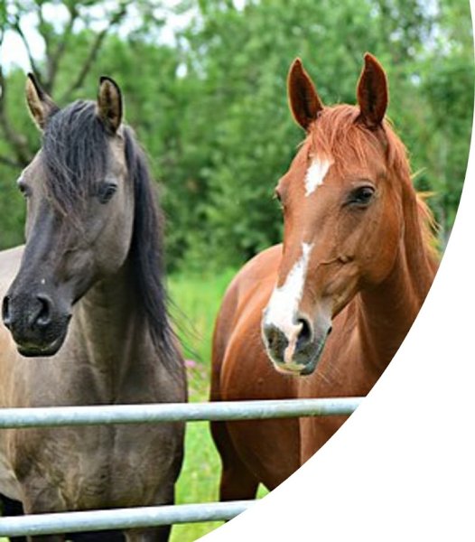 Haras des Bergers - photo 1