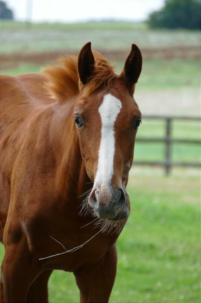 Écurie NELSA - photo 1