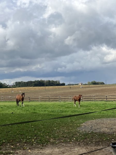 Écurie NELSA - photo 2