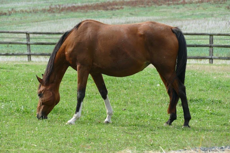 Écurie NELSA - photo 3