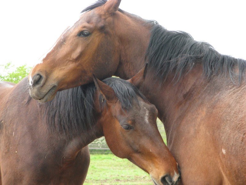 Écuries de la Harlandiere - photo 3