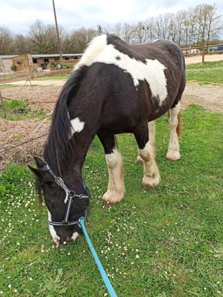 Haras de la Vallée - photo 3