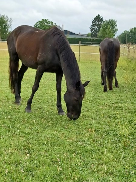 Cheval de Loire - photo 2