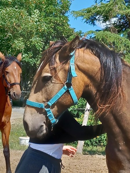 Cheval de Loire - photo 3