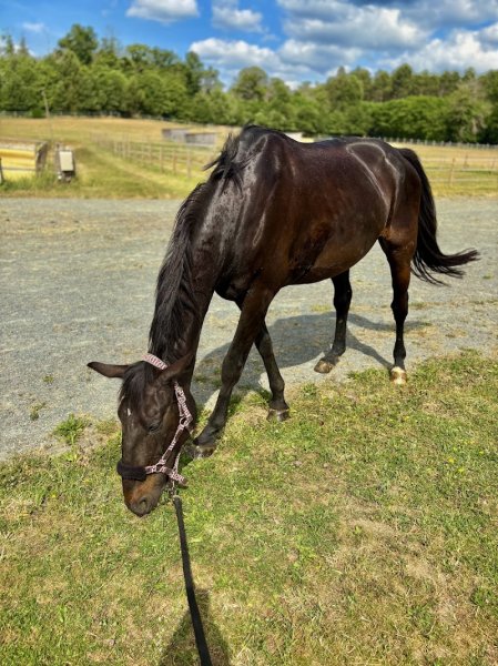 Les Écuries de La Noiraie - photo 1