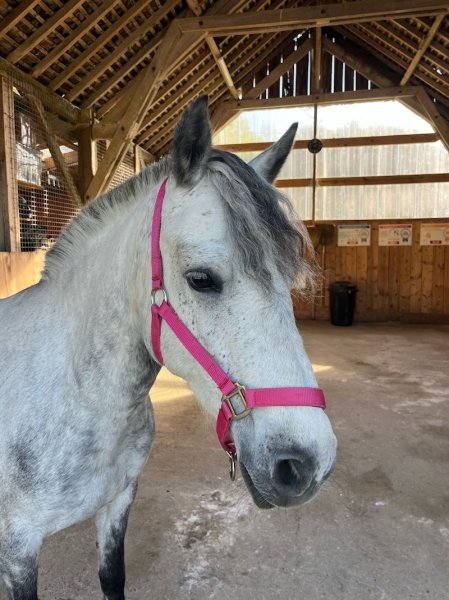 Les Écuries de La Noiraie - photo 2