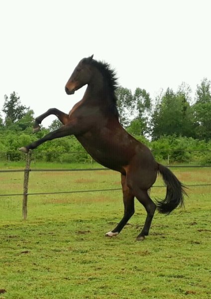 Ecurie du Lathan - photo 1