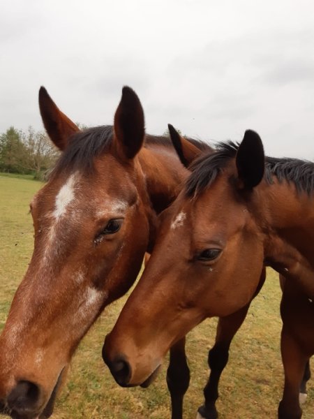 Ecurie du Lathan - photo 2