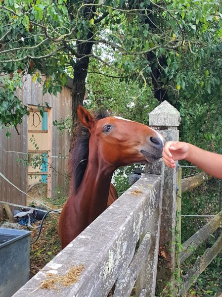 GÎTE Les Écuries des Aubuis - photo 2