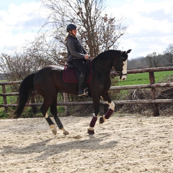 Haras de l'automne - photo 3