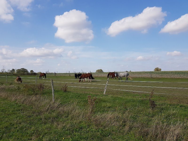 Les Ecuries de Montifray - Poney Club, Stages, Pensions, Arts Equestre - photo 1