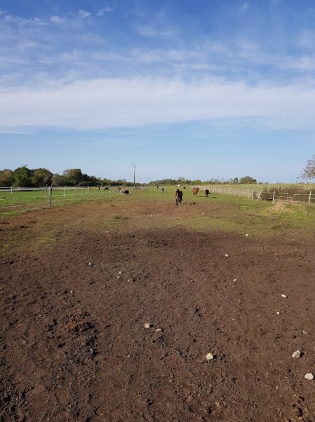 Les Ecuries de Montifray - Poney Club, Stages, Pensions, Arts Equestre - photo 3