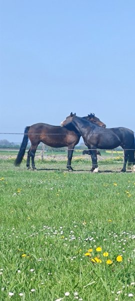 Les écuries des Quatre Vents - photo 3