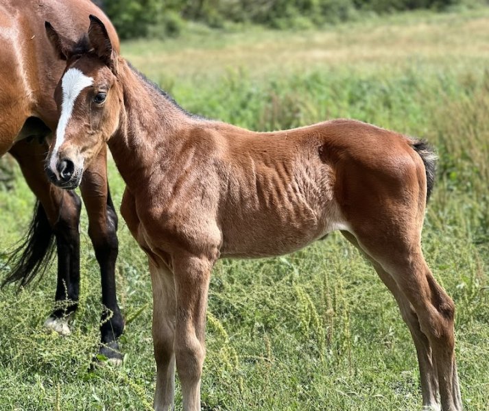 Ecurie Eric Le Grel - Elevage d’Ermac - photo 2