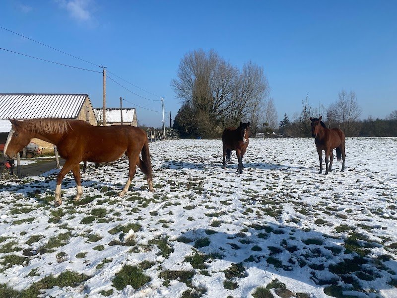 Ecurie Eric Le Grel - Elevage d’Ermac - photo 3