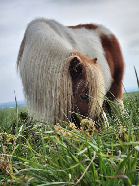 L'écurie Savignoise - photo 3